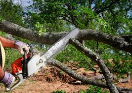 How Our Tree Care Process Works  in  Cabot, AR